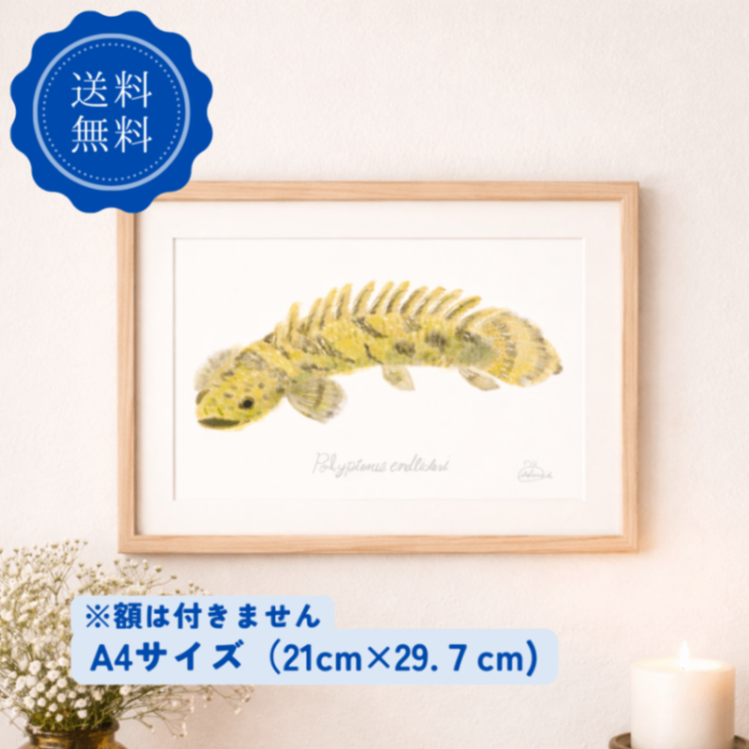 【ハンドメイド】水彩ポストカード｜ポリプテルス｜古代魚イラスト