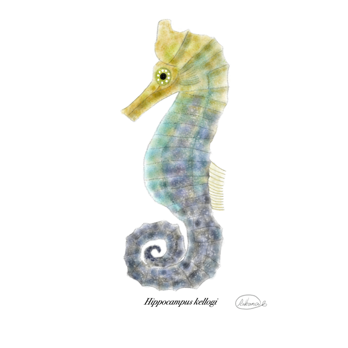 【ハンドメイド】水彩ポストカード｜タツノオトシゴ｜海の生き物イラスト