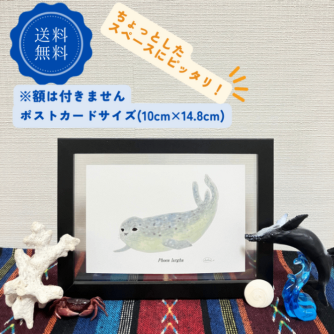 【ハンドメイド】水彩ポストカード｜アザラシ｜海の生き物イラスト