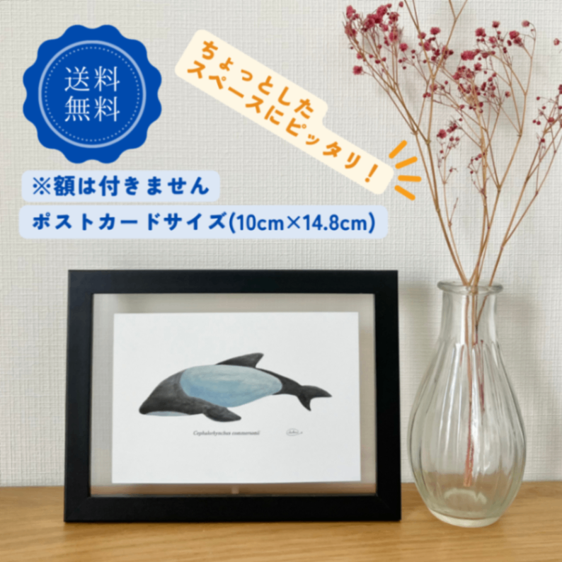 【ハンドメイド】水彩ポストカード｜イロワケイルカ｜海の生き物イラスト