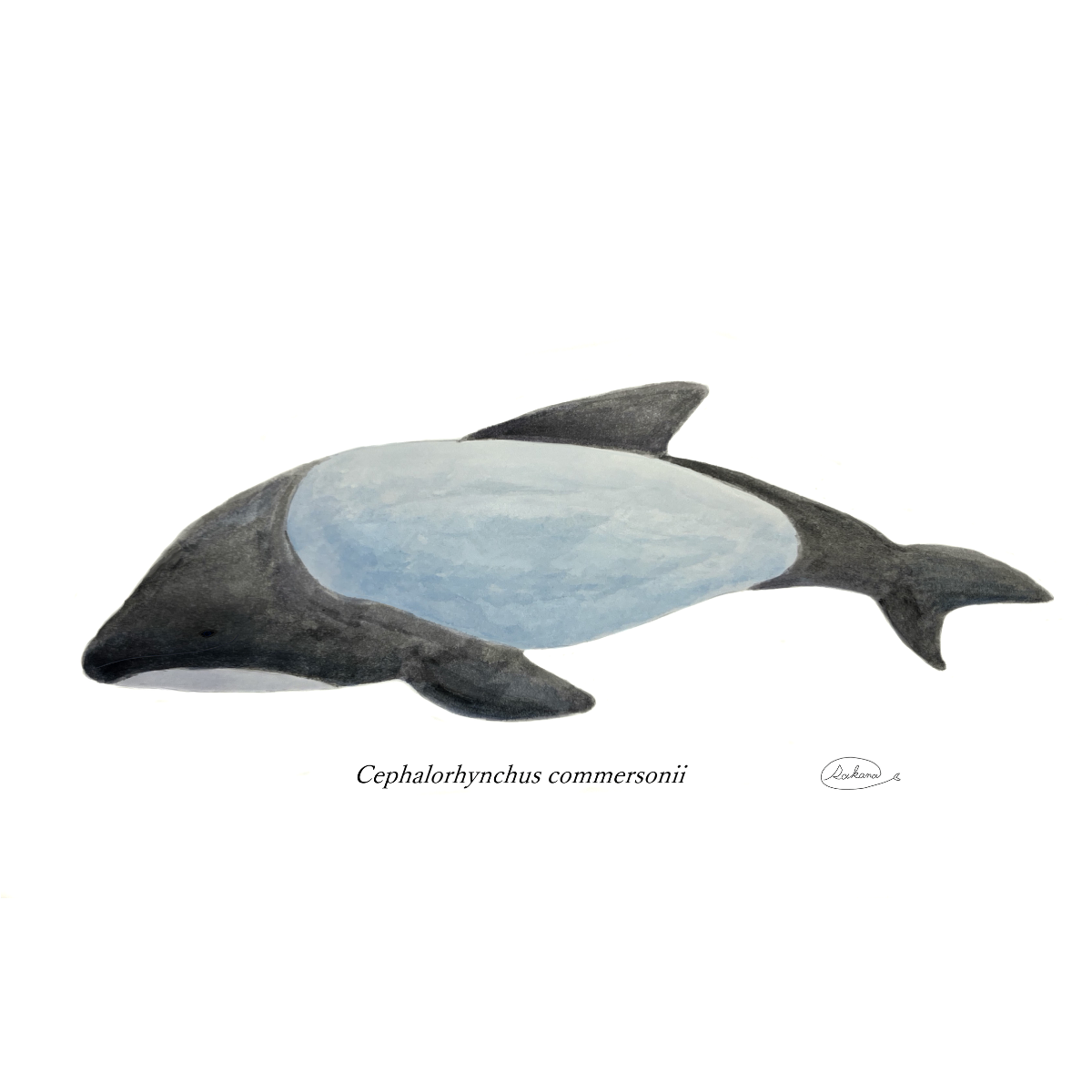 【ハンドメイド】水彩ポストカード｜イロワケイルカ｜海の生き物イラスト