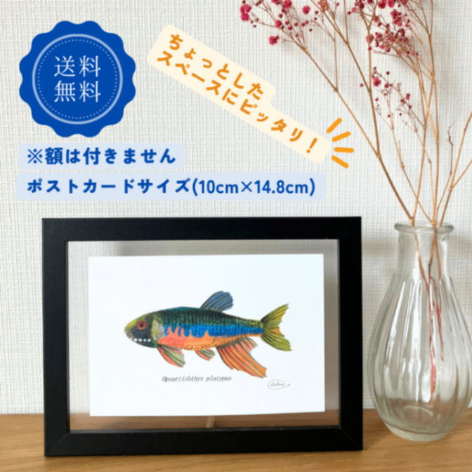 【ハンドメイド】水彩ポストカード｜オイカワ｜淡水魚イラスト