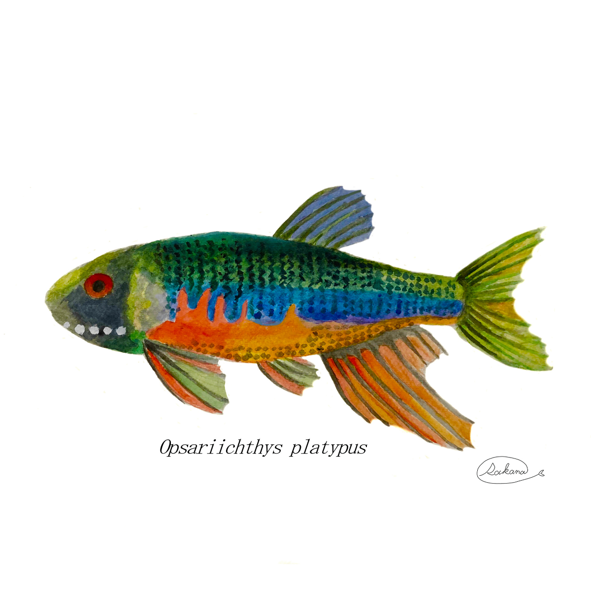 【ハンドメイド】水彩ポストカード｜オイカワ｜淡水魚イラスト