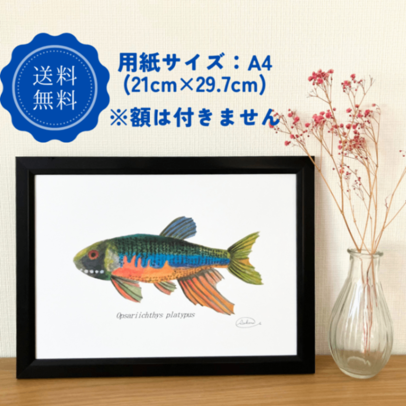 【ハンドメイド】水彩ポストカード｜オイカワ｜淡水魚イラスト