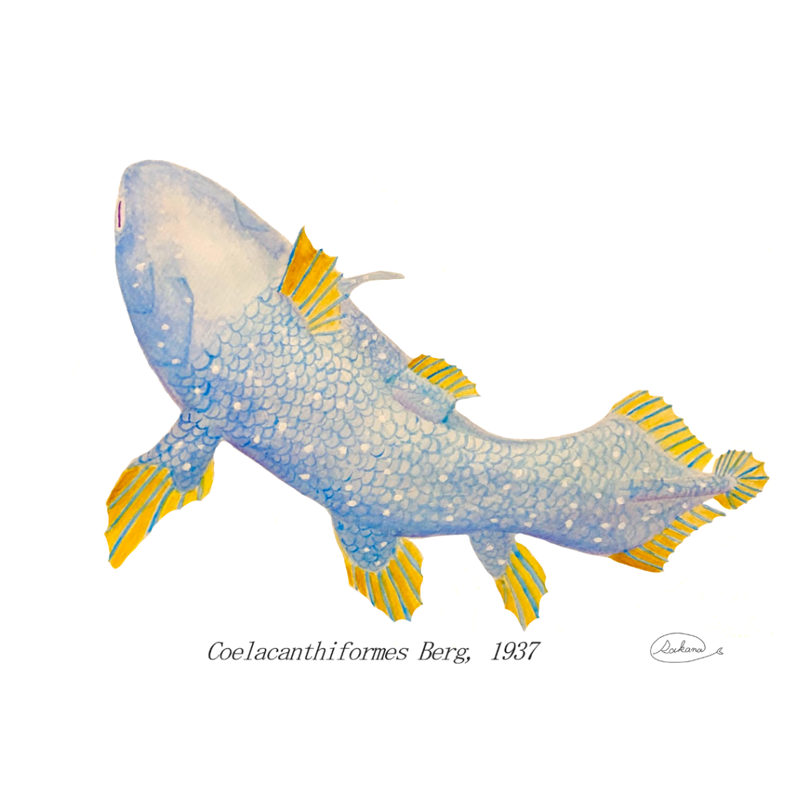 【ハンドメイド】水彩ポストカード｜シーラカンス｜古代魚イラスト