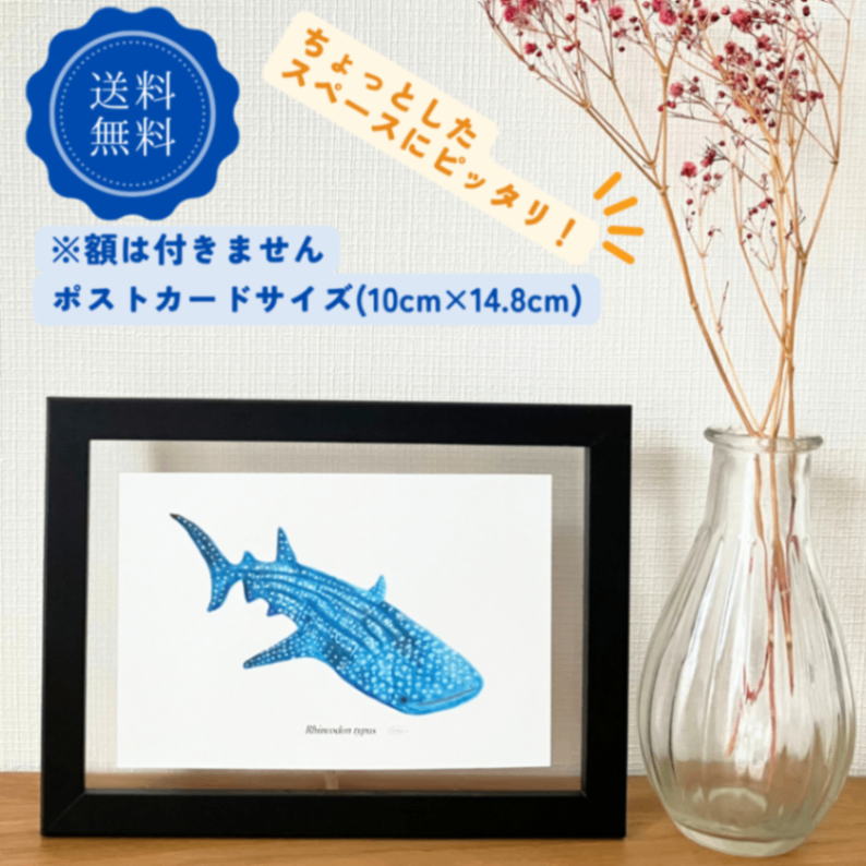 【ハンドメイド】水彩ポストカード｜ジンベエザメ｜海の生き物イラスト