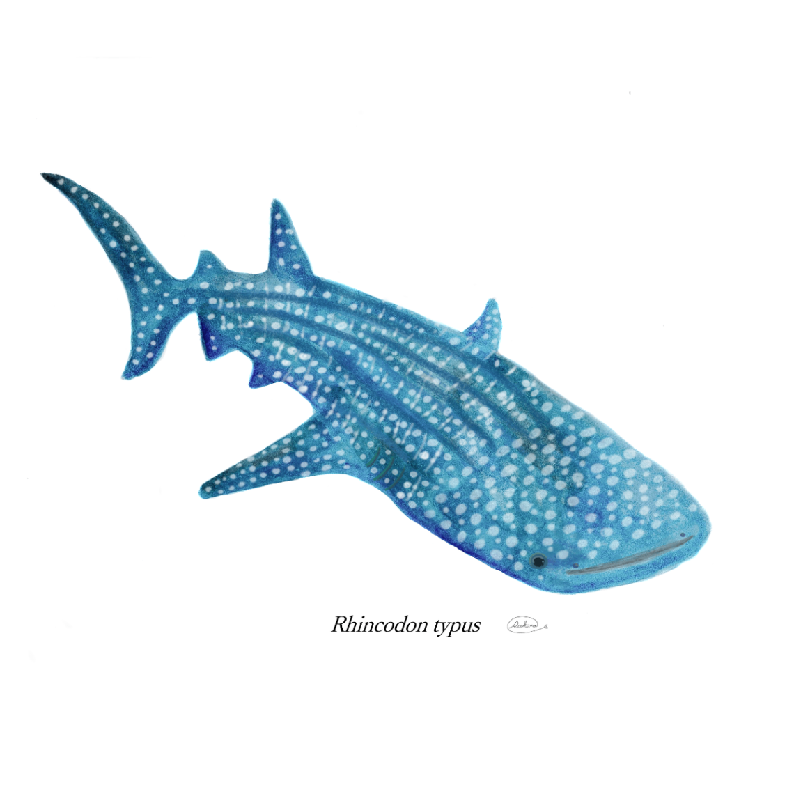 【ハンドメイド】水彩ポストカード｜ジンベエザメ｜海の生き物イラスト