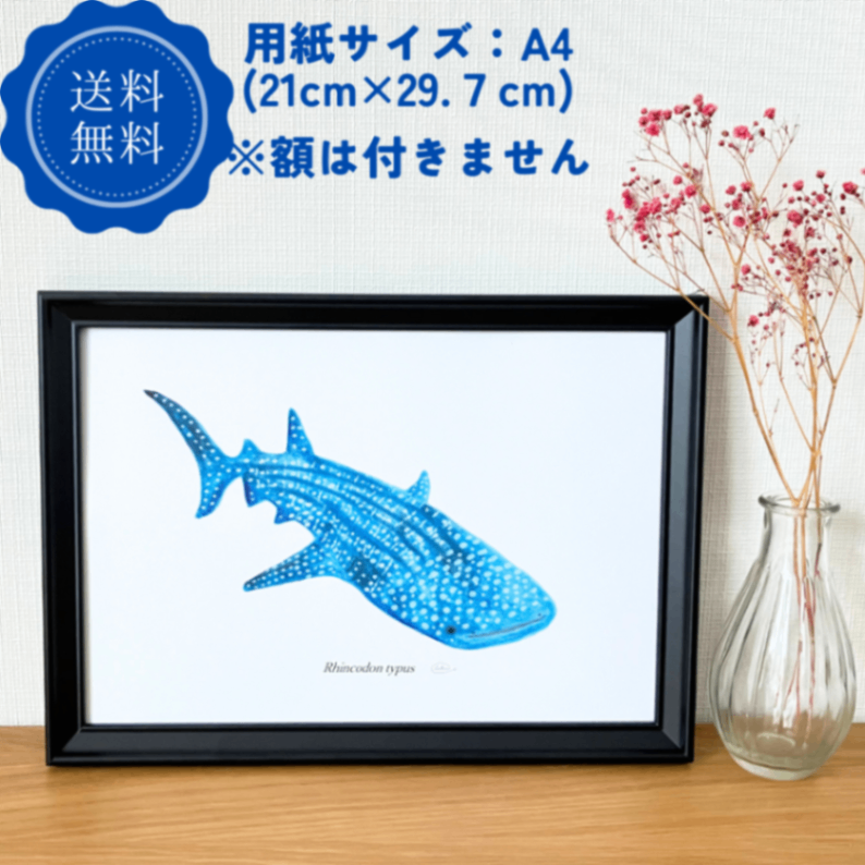 【ハンドメイド】水彩ポストカード｜ジンベエザメ｜海の生き物イラスト