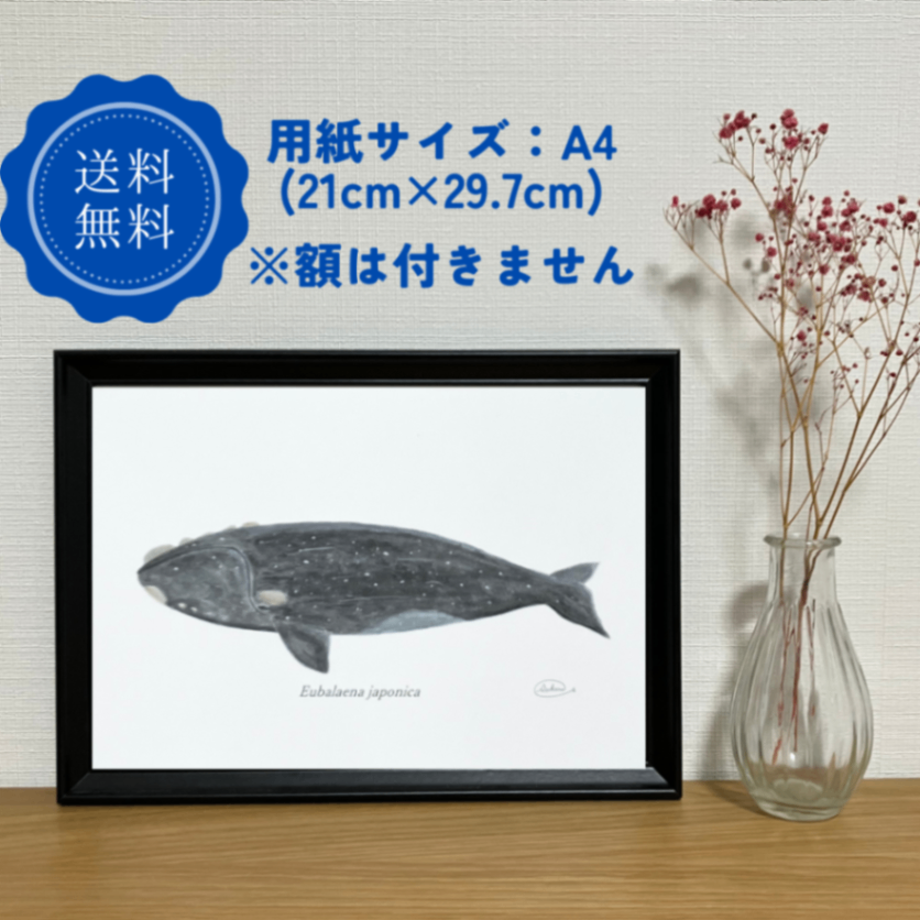 【ハンドメイド】水彩ポストカード｜セミクジラ｜星空イラスト