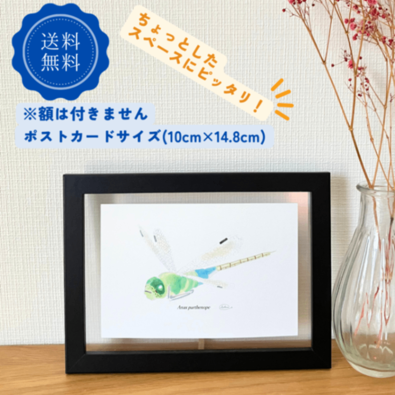 【ハンドメイド】水彩ポストカード｜トンボ｜秋の昆虫イラスト