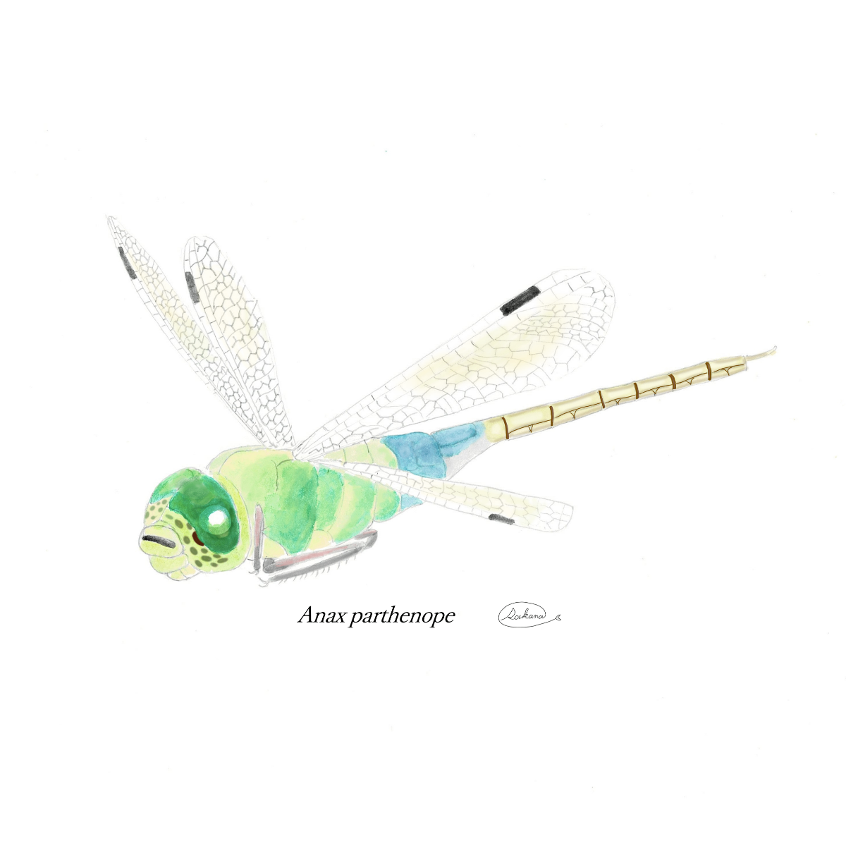 【ハンドメイド】水彩ポストカード｜トンボ｜秋の昆虫イラスト