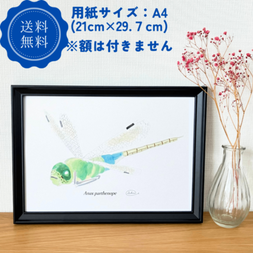 【ハンドメイド】水彩ポストカード｜トンボ｜秋の昆虫イラスト
