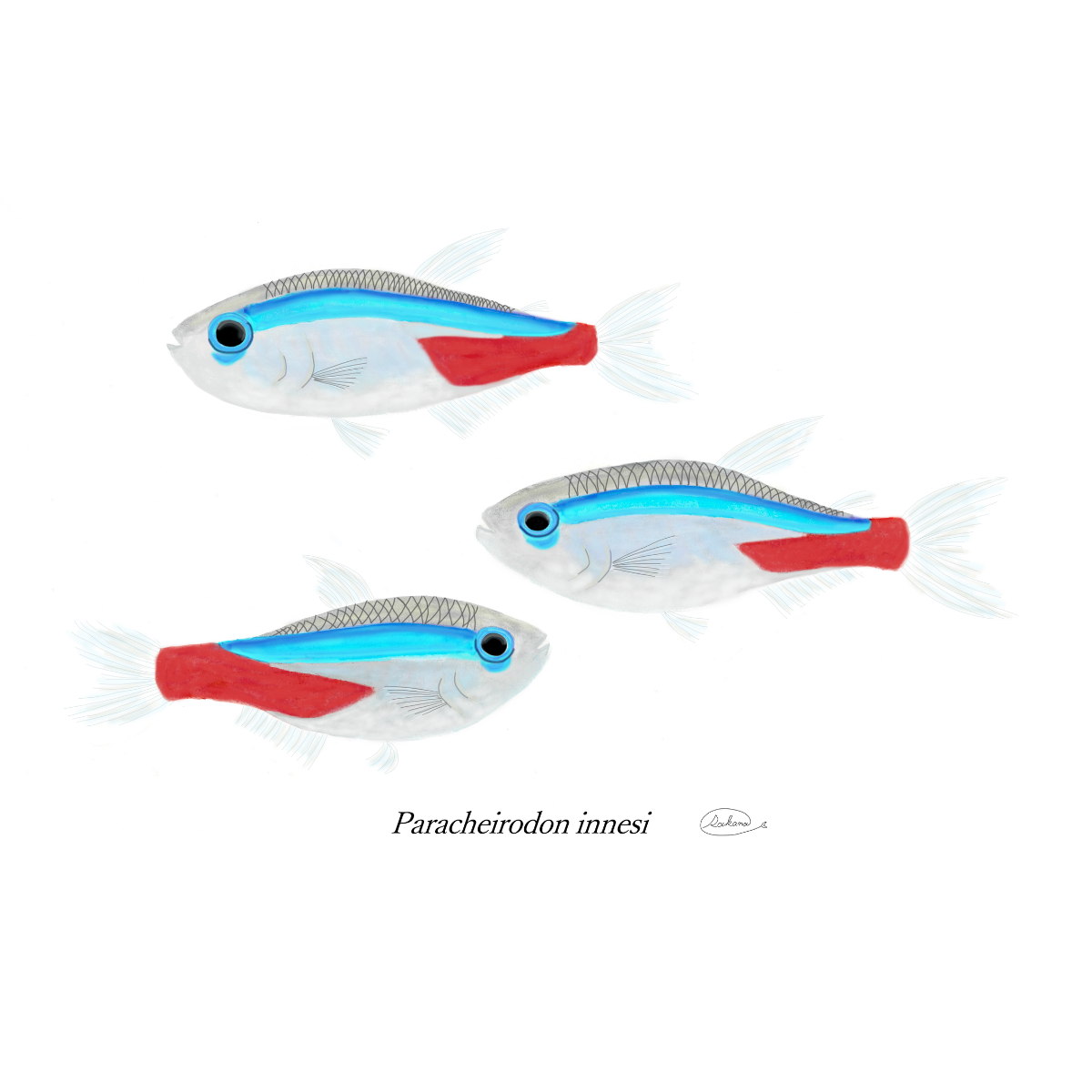 【ハンドメイド】水彩ポストカード｜ネオンテトラ｜熱帯魚イラスト