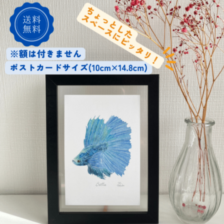 【ハンドメイド】水彩ポストカード｜ベタ｜熱帯魚イラスト