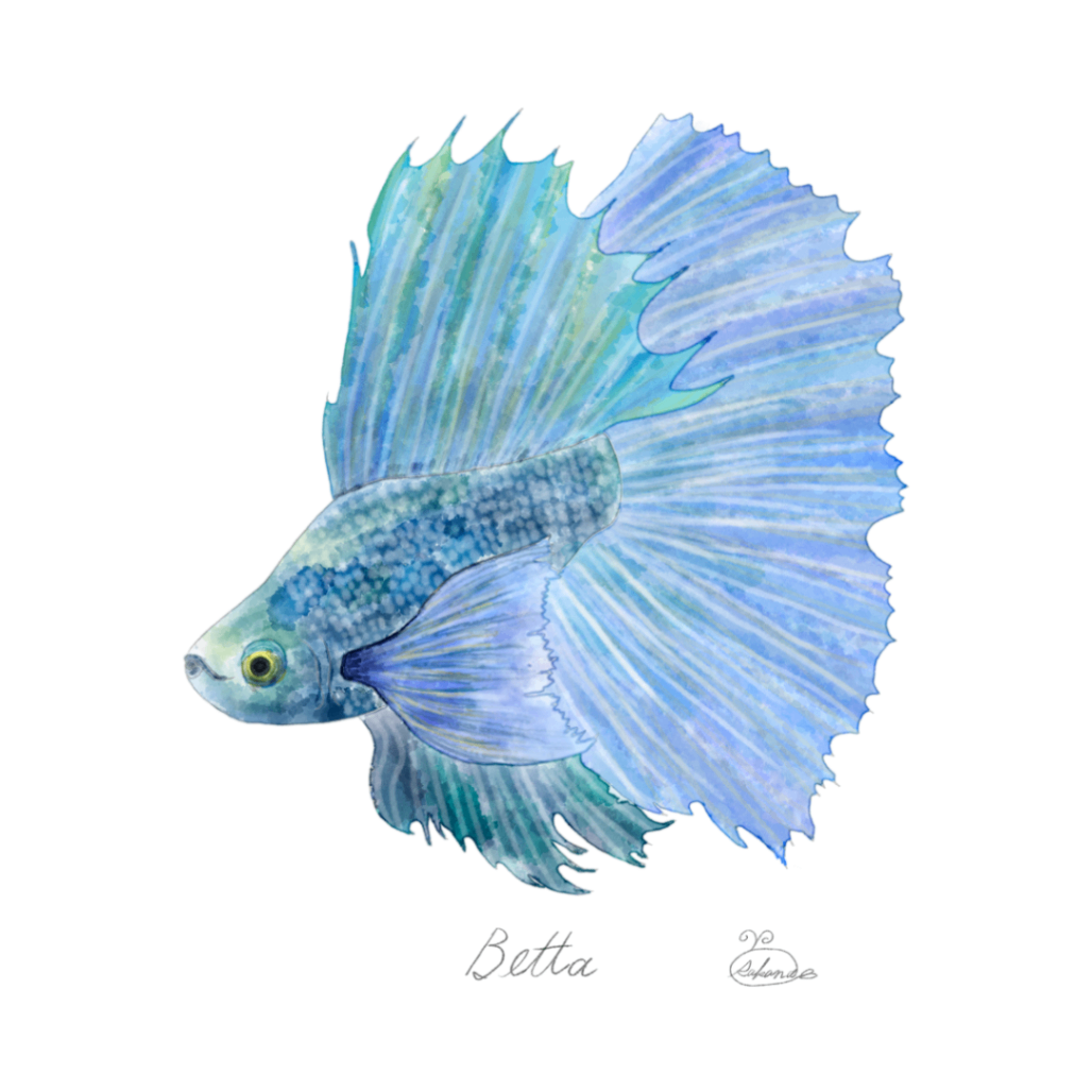 【ハンドメイド】水彩ポストカード｜ベタ｜熱帯魚イラスト