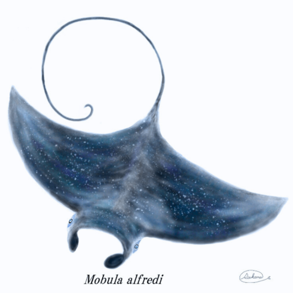 【ハンドメイド】水彩ポストカード｜マンタ｜星空イラスト