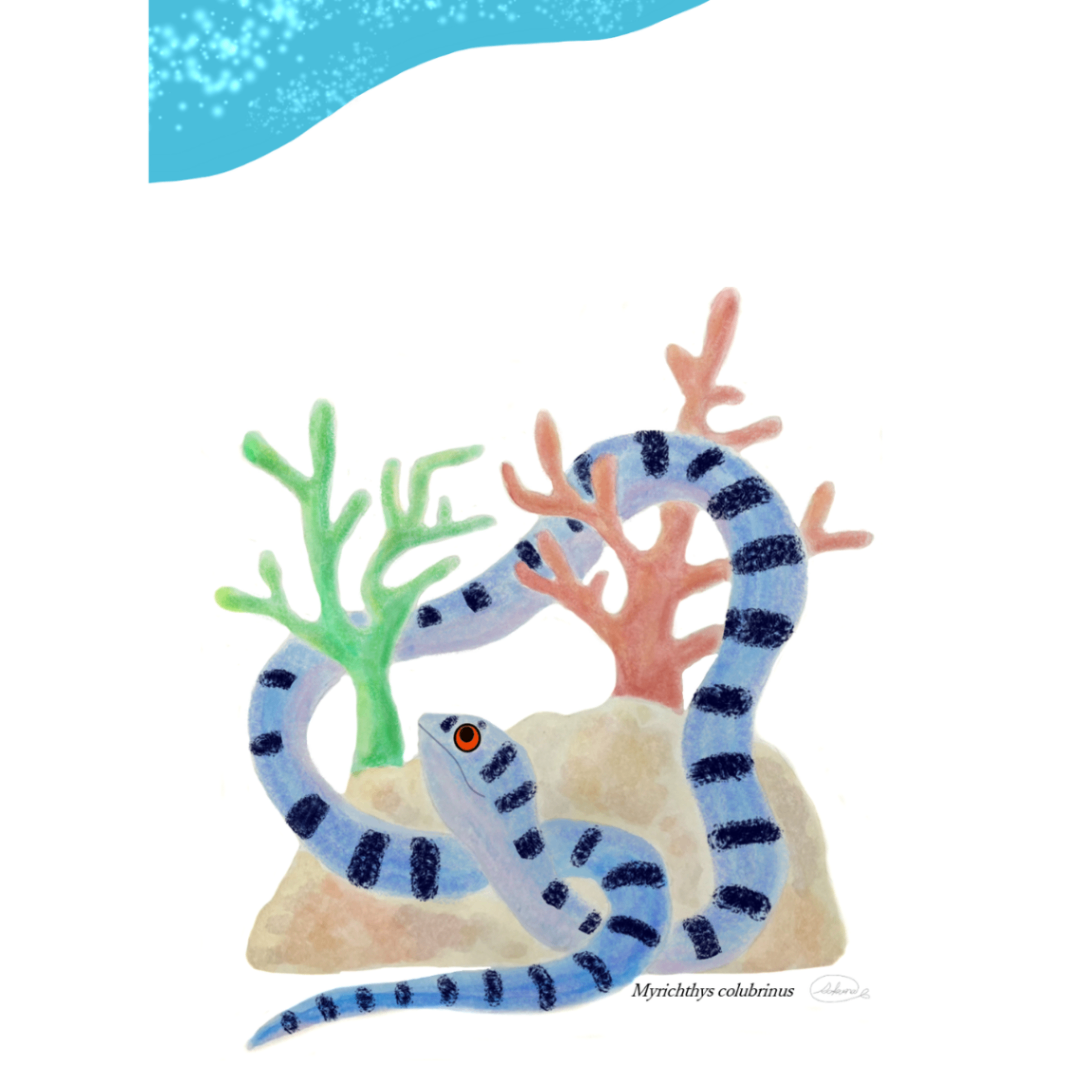 【ハンドメイド】水彩ポストカード｜ウミヘビ｜サンゴ礁の海のイラスト