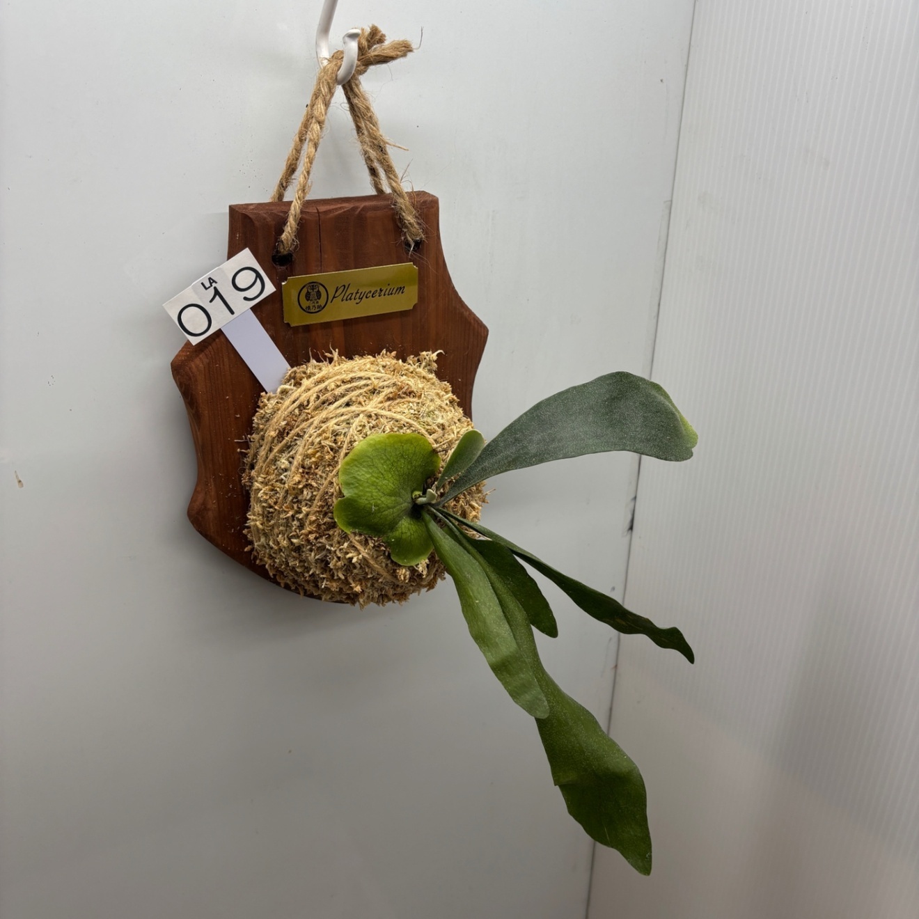 《オリジナル板・壁掛け観葉植物》麋角羊歯（ビカクシダ）『蝙蝠蘭（コウモリラン）』