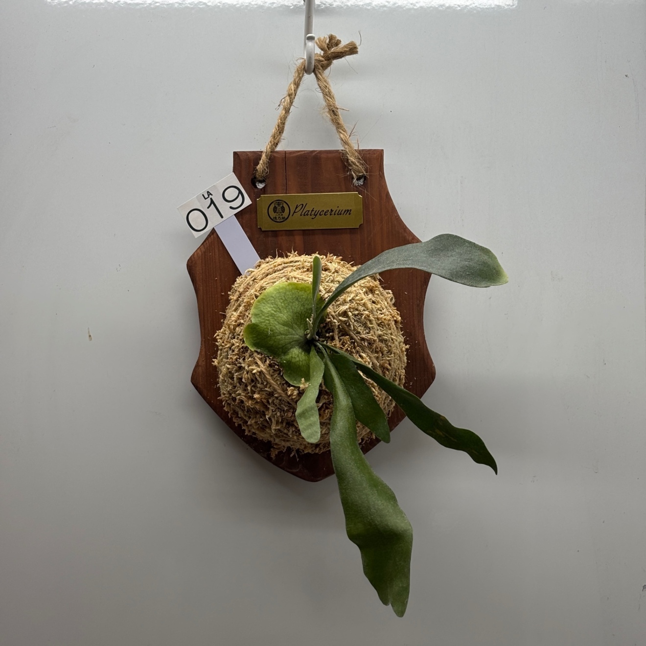 《オリジナル板・壁掛け観葉植物》麋角羊歯（ビカクシダ）『蝙蝠蘭（コウモリラン）』