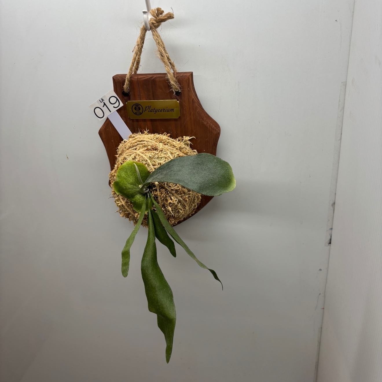 《オリジナル板・壁掛け観葉植物》麋角羊歯（ビカクシダ）『蝙蝠蘭（コウモリラン）』
