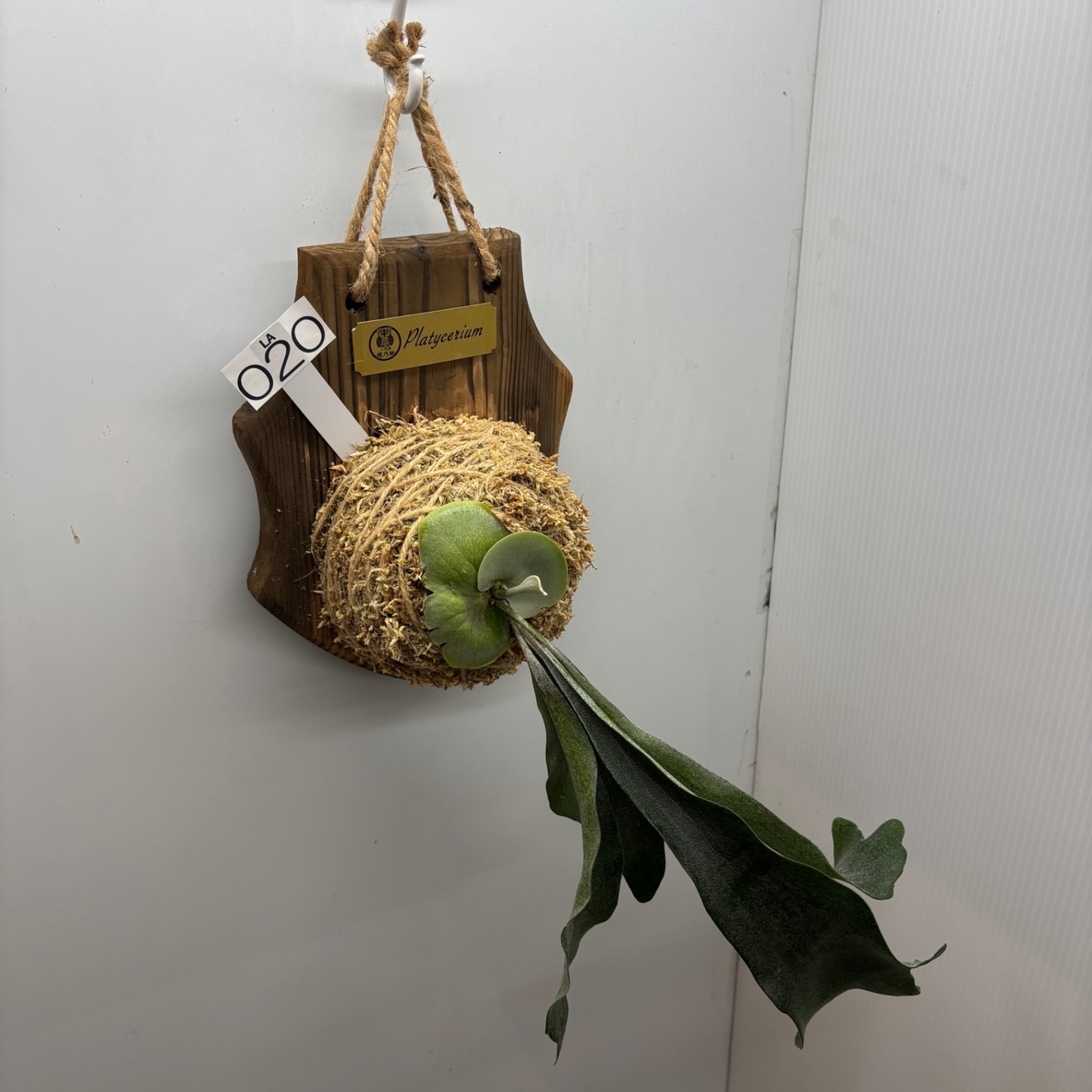 《オリジナル板・壁掛け観葉植物》麋角羊歯（ビカクシダ）『蝙蝠蘭（コウモリラン）』