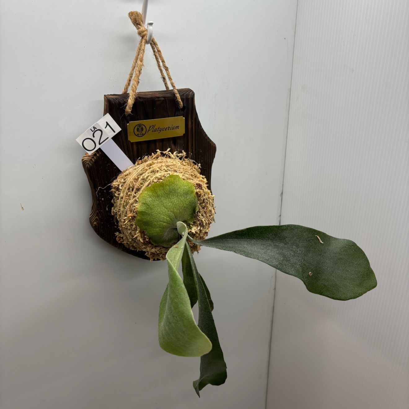 《オリジナル板・壁掛け観葉植物》麋角羊歯（ビカクシダ）『蝙蝠蘭（コウモリラン）』