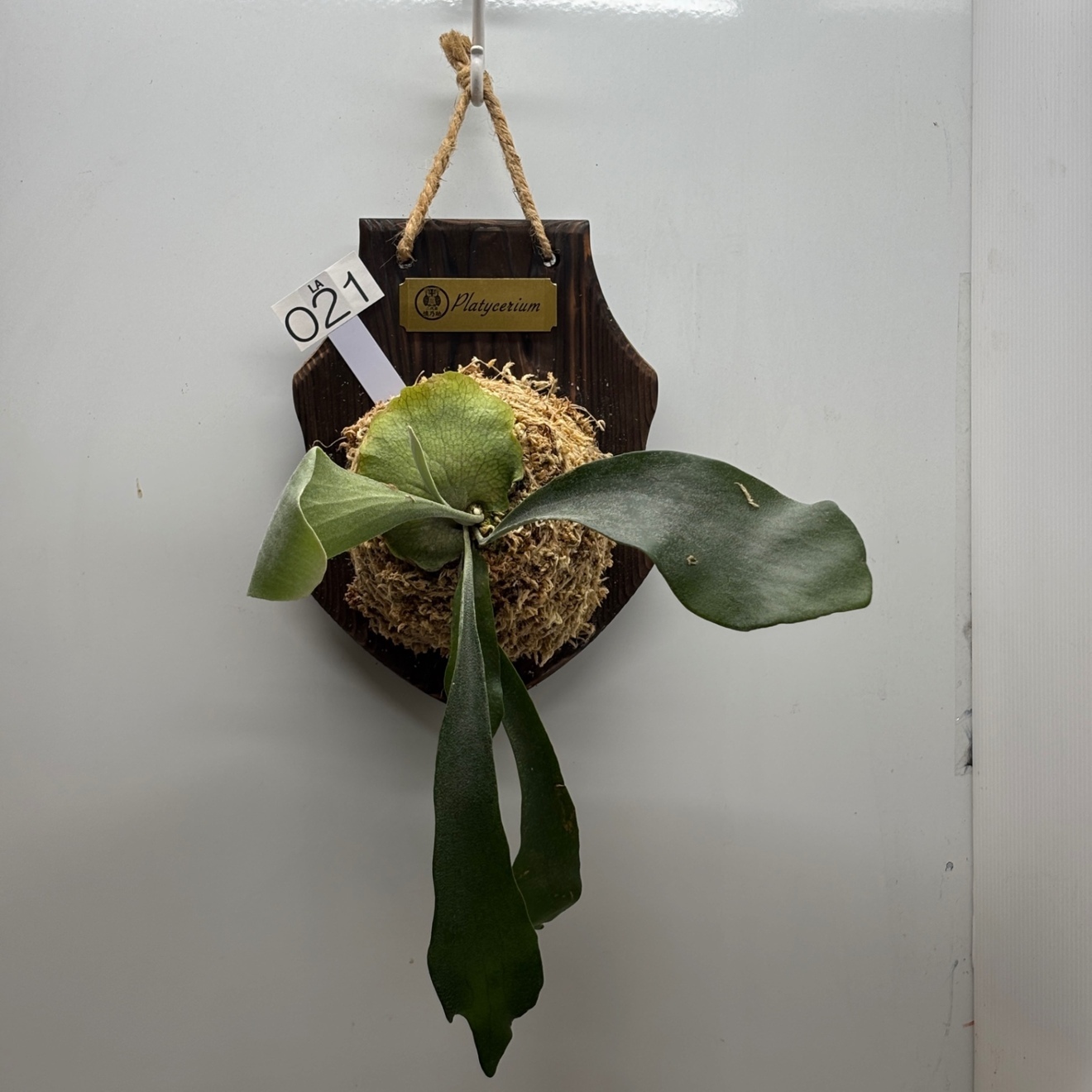 《オリジナル板・壁掛け観葉植物》麋角羊歯（ビカクシダ）『蝙蝠蘭（コウモリラン）』
