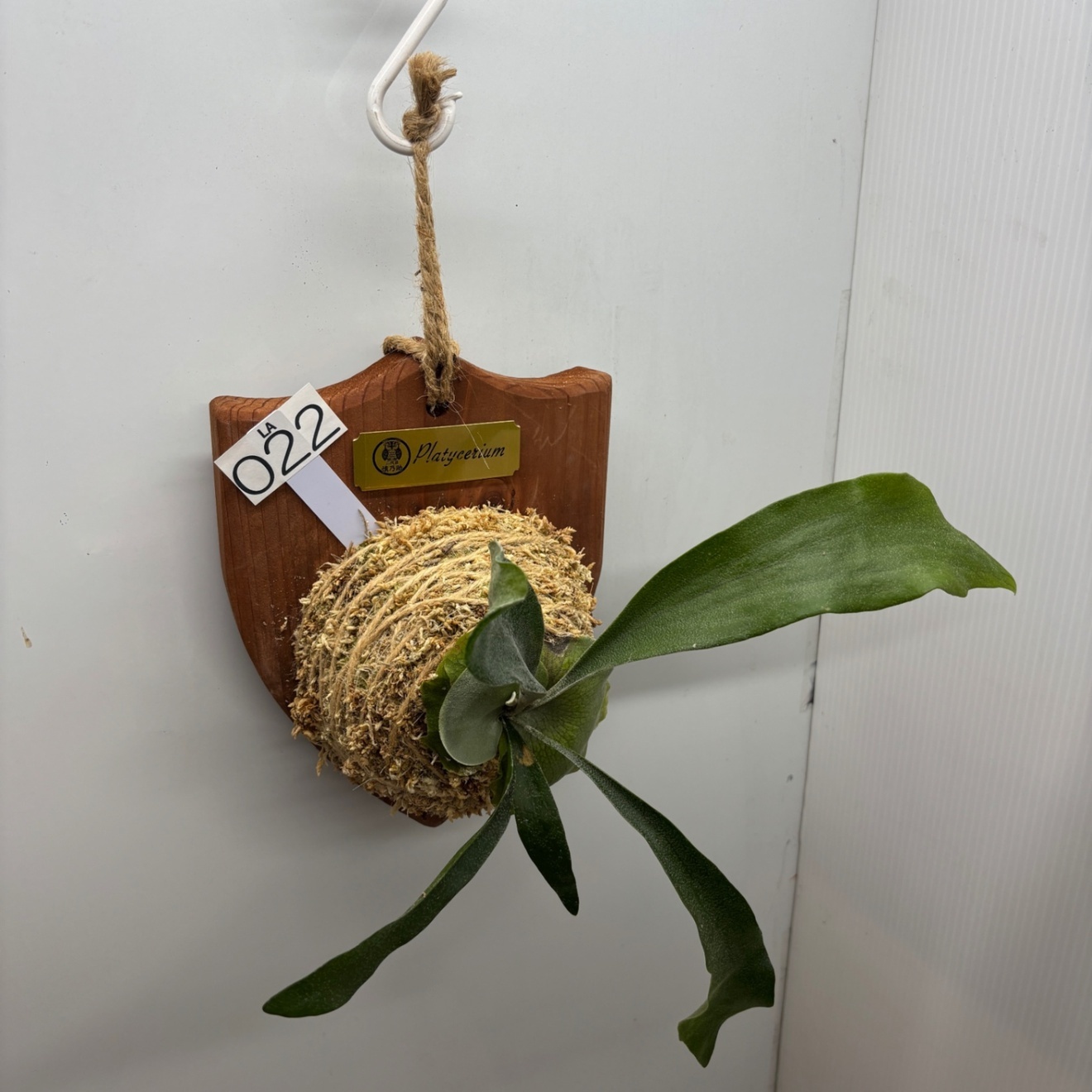 《オリジナル板・壁掛け観葉植物》麋角羊歯（ビカクシダ）『蝙蝠蘭（コウモリラン）』