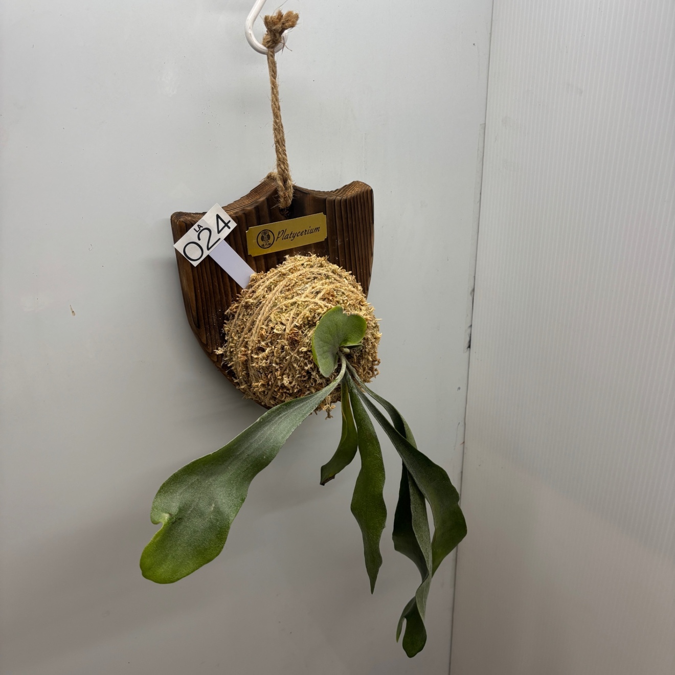 《オリジナル板・壁掛け観葉植物》麋角羊歯（ビカクシダ）『蝙蝠蘭（コウモリラン）』