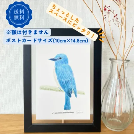 【ハンドメイド】水彩ポストカード｜オオルリ｜幸せの青い鳥のイラスト