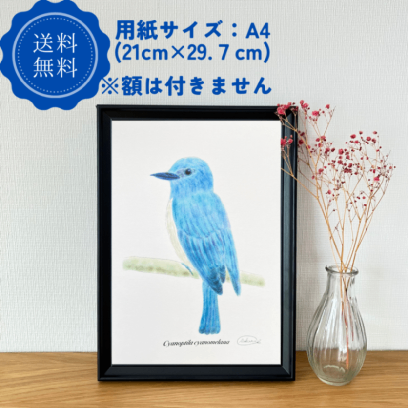 【ハンドメイド】水彩ポストカード｜オオルリ｜幸せの青い鳥のイラスト