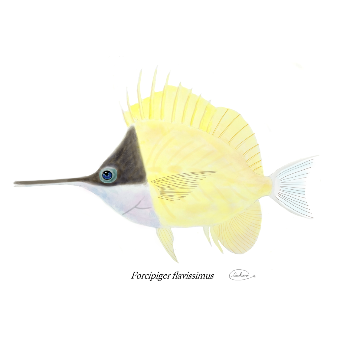 【ハンドメイド】水彩ポストカード｜フエヤッコダイ｜南の海の魚イラスト