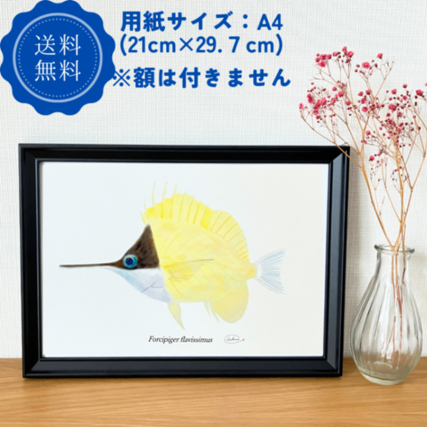 【ハンドメイド】水彩ポストカード｜フエヤッコダイ｜南の海の魚イラスト