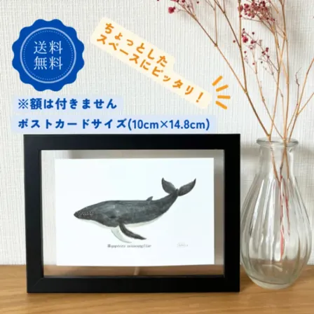 【ハンドメイド】水彩ポストカード｜ザトウクジラ｜星空のようなクジラのイラスト