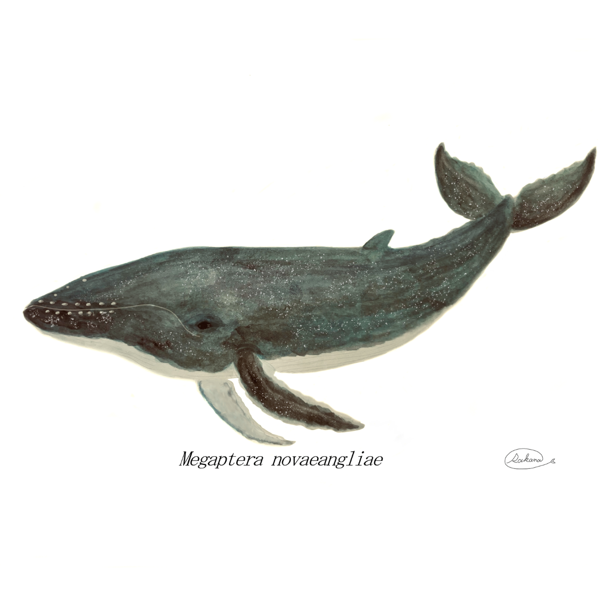 【ハンドメイド】水彩ポストカード｜ザトウクジラ｜星空のようなクジラのイラスト