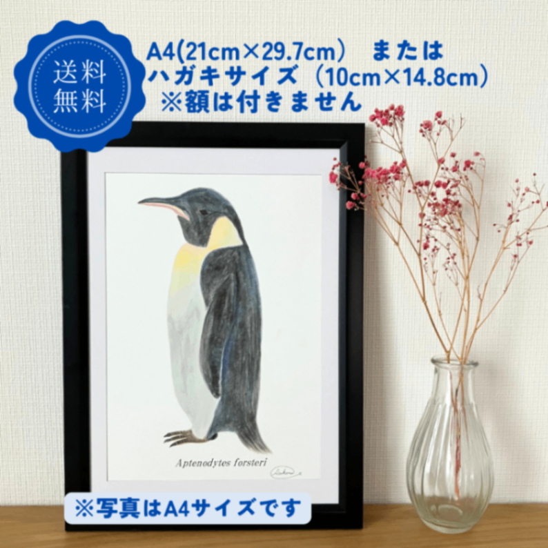 【ハンドメイド】水彩ポストカード｜コウテイペンギン｜暑中見舞いにも