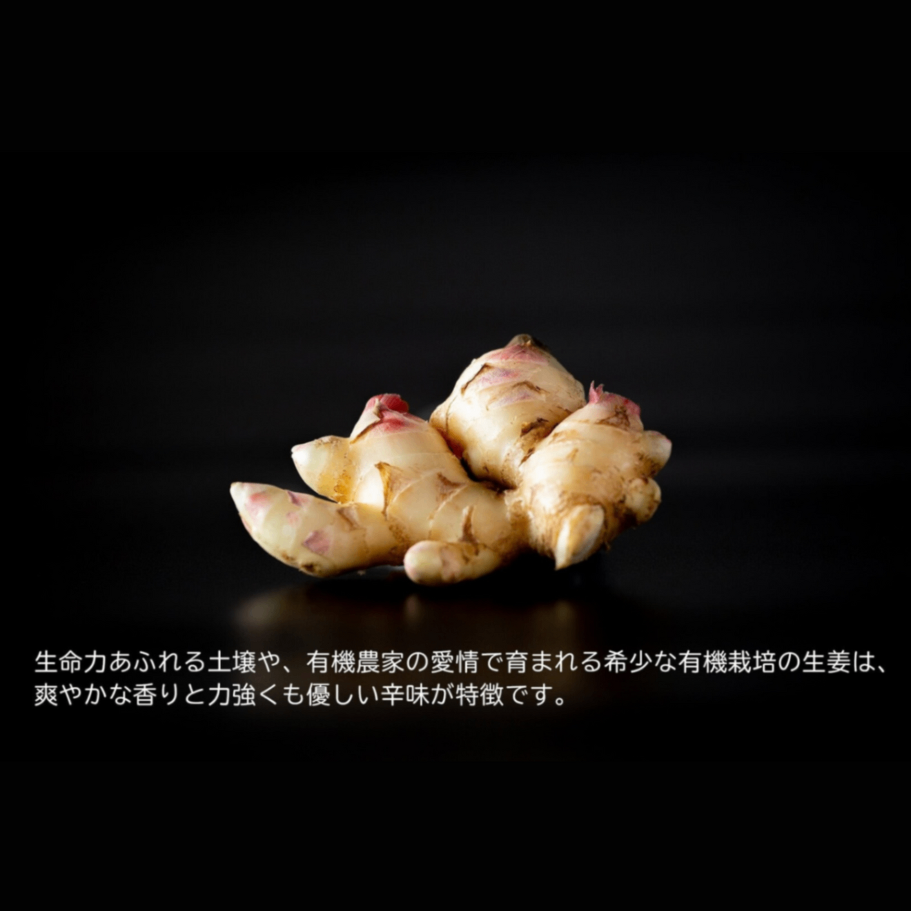 生姜百景 有機生姜シロップ500ml×3本｜有機JAS｜有機レモン・有機みかん｜無添加｜3〜5倍濃縮