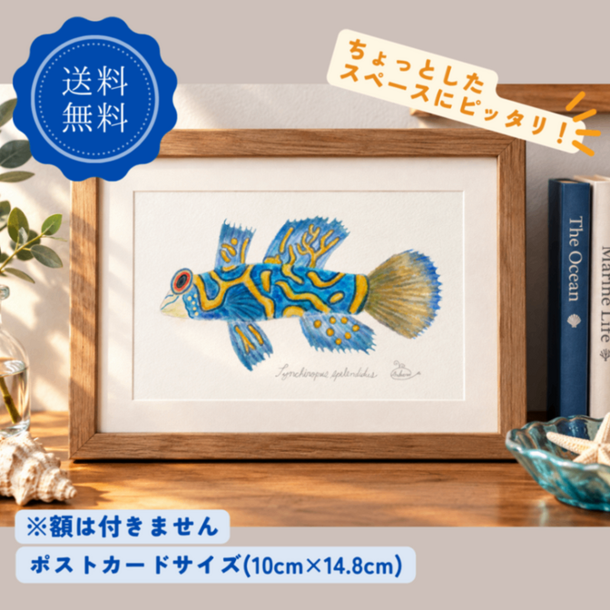 【ハンドメイド】水彩ポストカード｜ニシキテグリ｜海の生き物イラスト