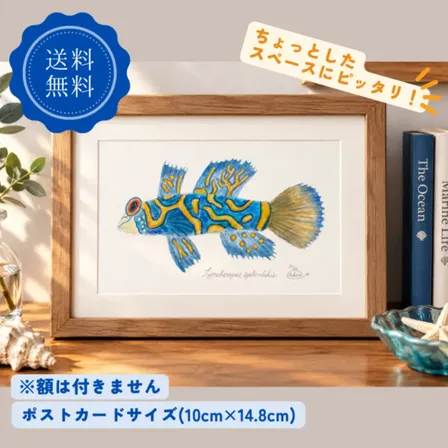 【ハンドメイド】水彩ポストカード｜ニシキテグリ｜海の生き物イラスト