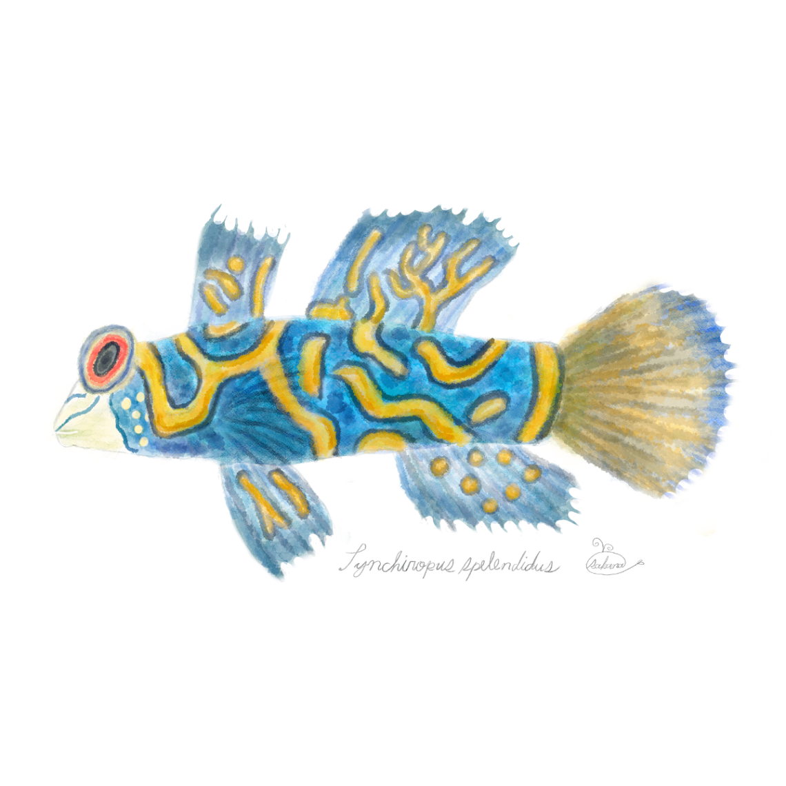【ハンドメイド】水彩ポストカード｜ニシキテグリ｜海の生き物イラスト