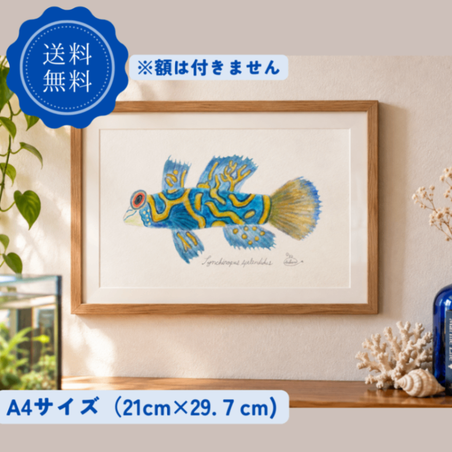 【ハンドメイド】水彩ポストカード｜ニシキテグリ｜海の生き物イラスト