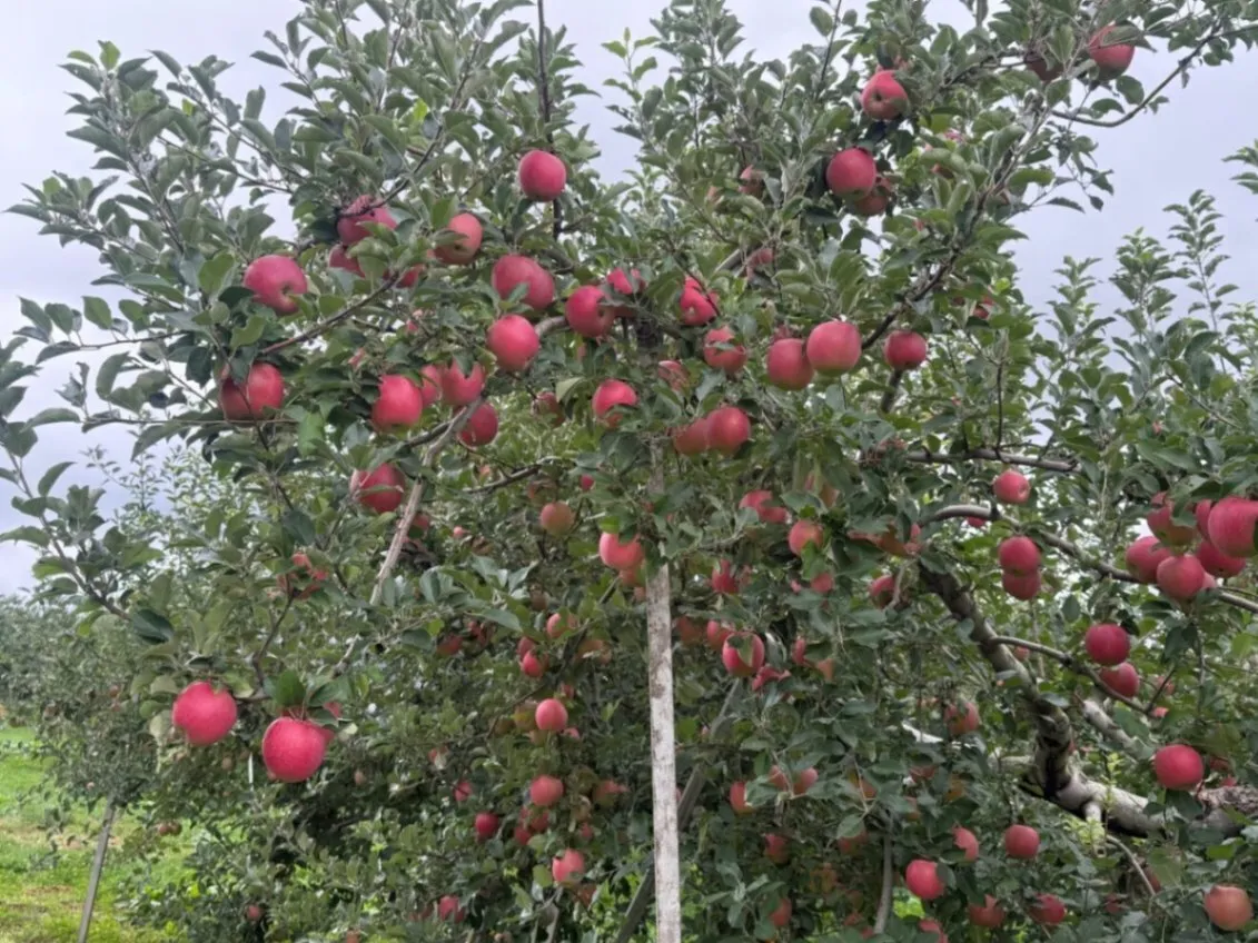 【無選果】青森県弘前産 葉とらず早生ふじ 約3kg・5kg｜ふじの早生