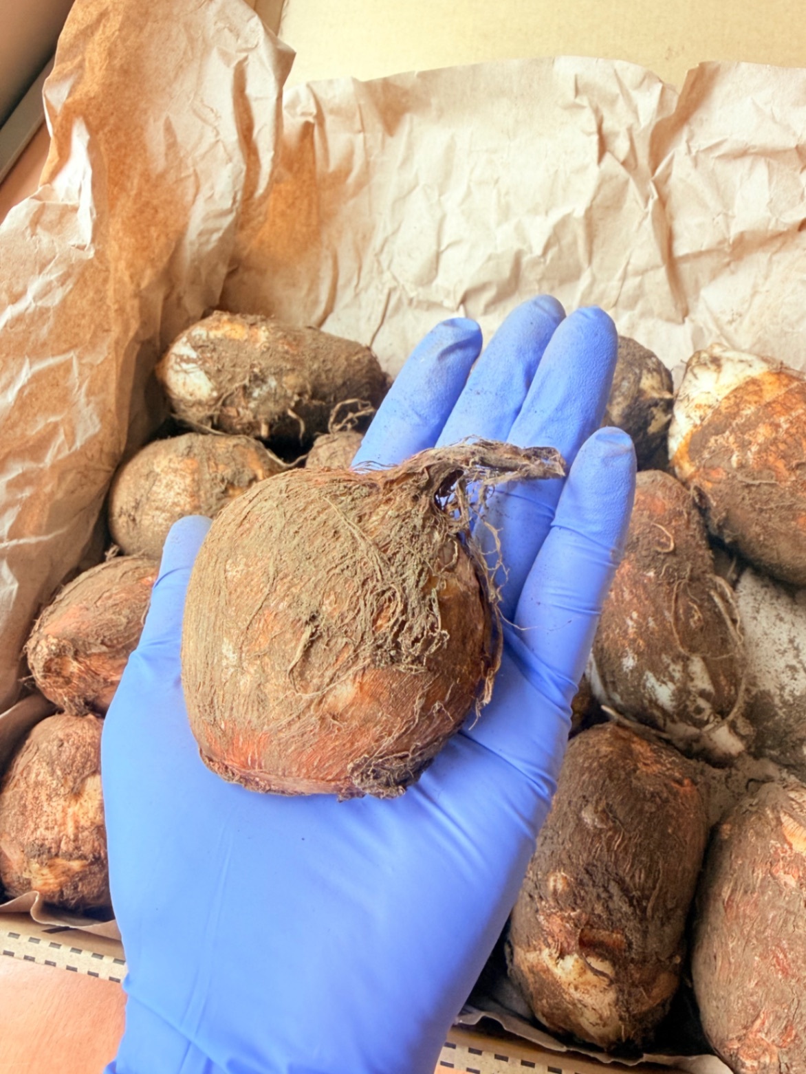 【東京都産】家族で育てた里芋「土垂（どだれ）」泥付き 約1.3kg