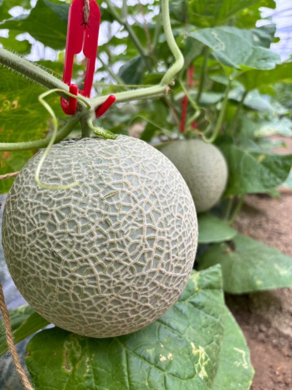 【予約受付開始】故郷・喜界島産メロン3kg〜4kg（化粧箱2玉入り）