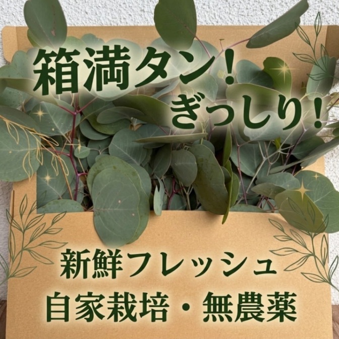 【たっぷり入れます！】ユーカリ ポポラス 30cm前後　無農薬・フレッシュ、ドライフラワーにどうぞ