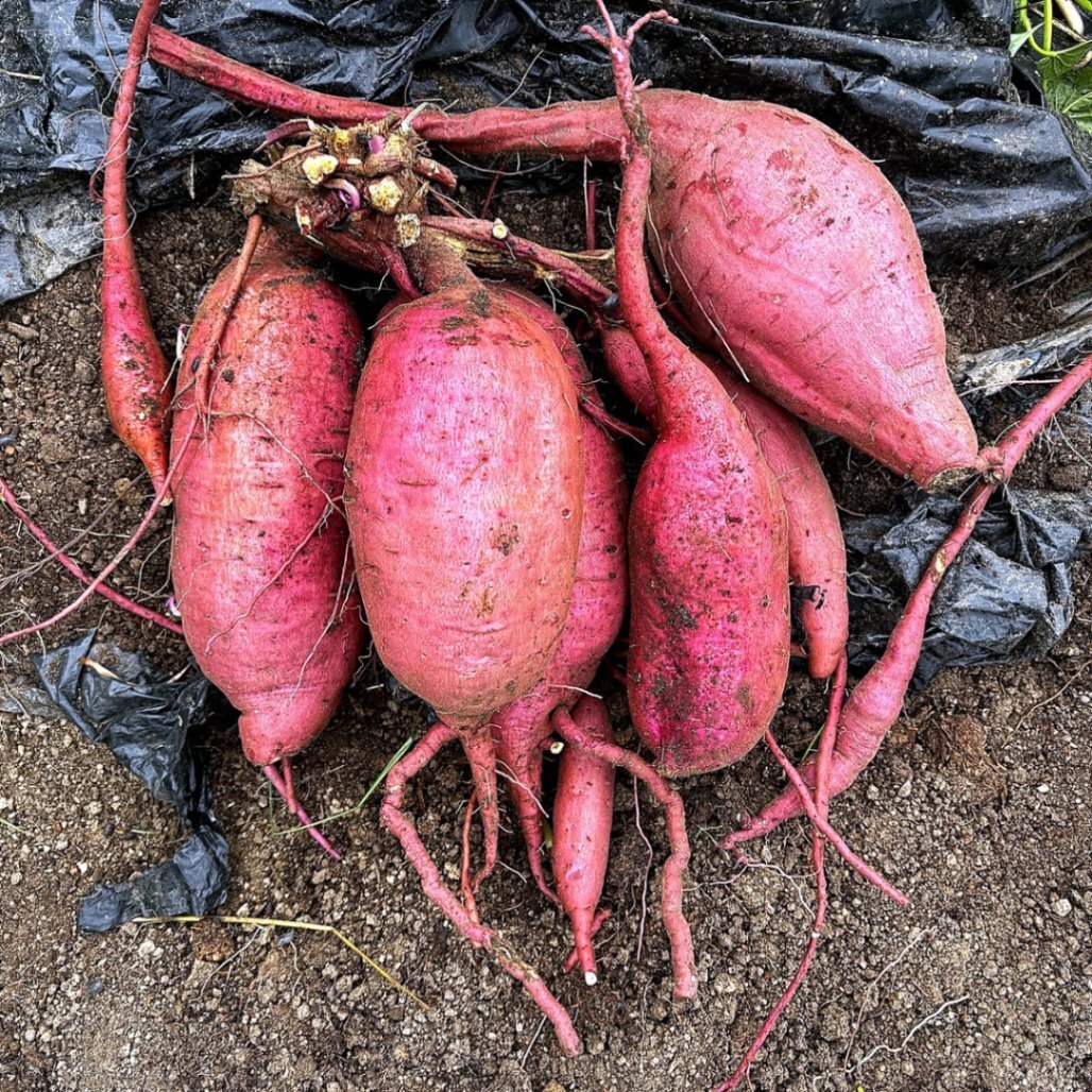 【2026年産】紅はるか 約5kg｜農薬・化学肥料：栽培期間中不使用 福岡産 さつまいも