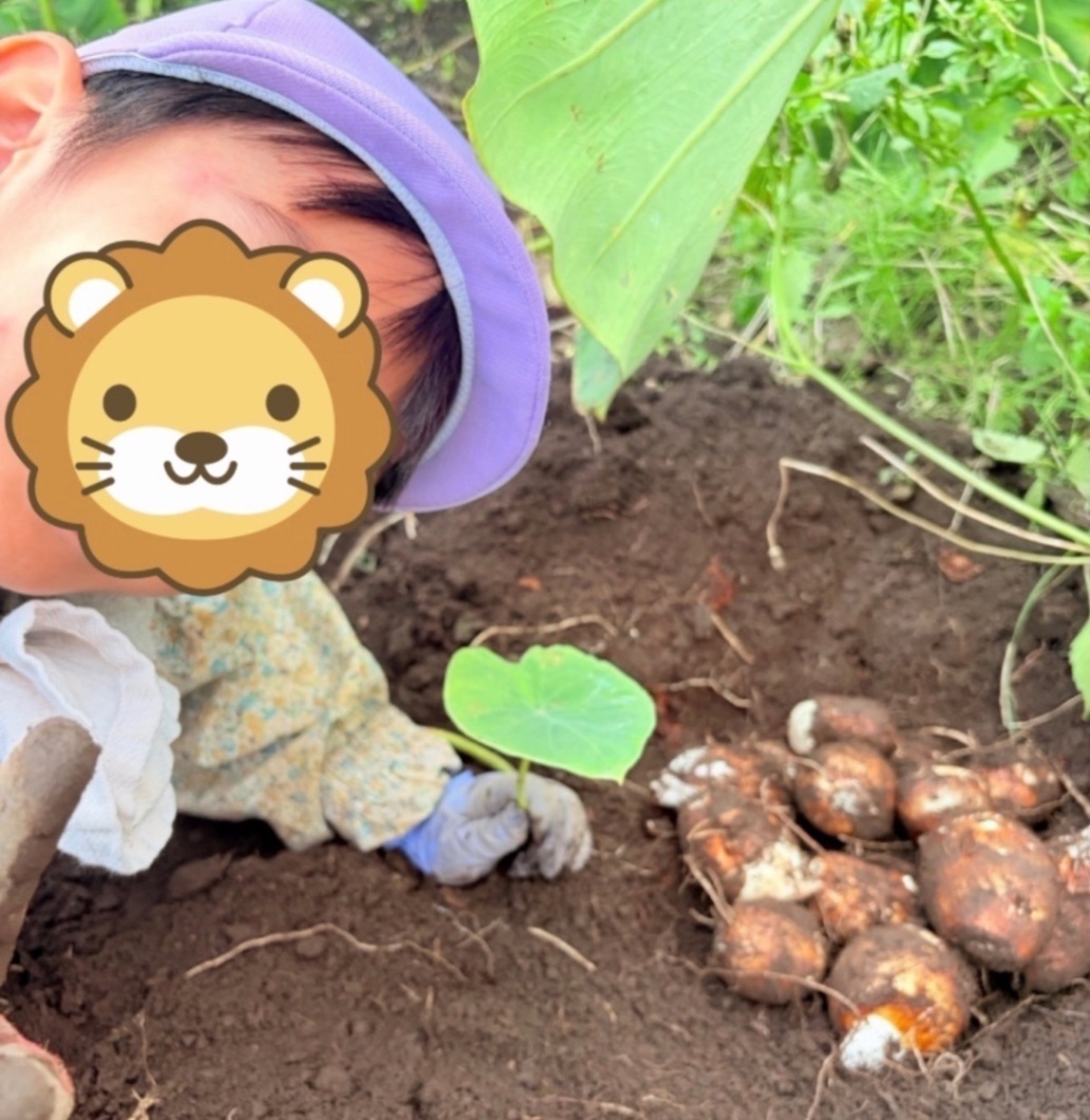 【東京都産】家族で育てた里芋「土垂（どだれ）」泥付き 約1.3kg