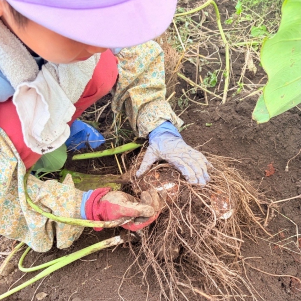 【東京都産】家族で育てた里芋「土垂（どだれ）」泥付き 約1.3kg