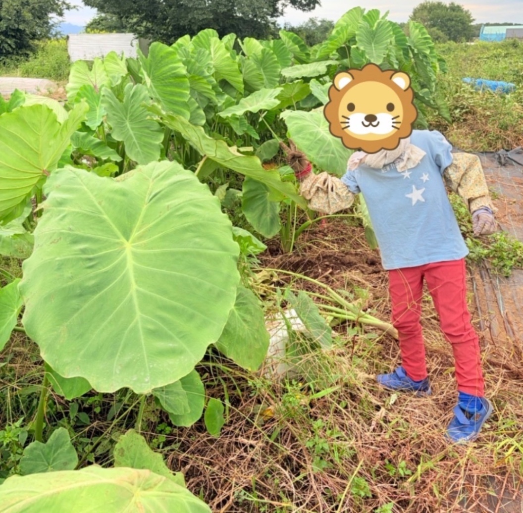 【東京都産】家族で育てた里芋「土垂（どだれ）」泥付き 約1.3kg