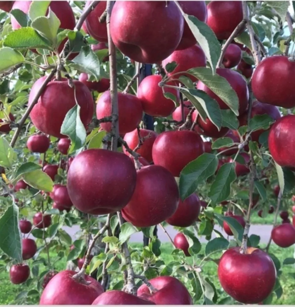 🍎【福島県福島市から、甘酸っぱい「紅玉」をお届け】🍎